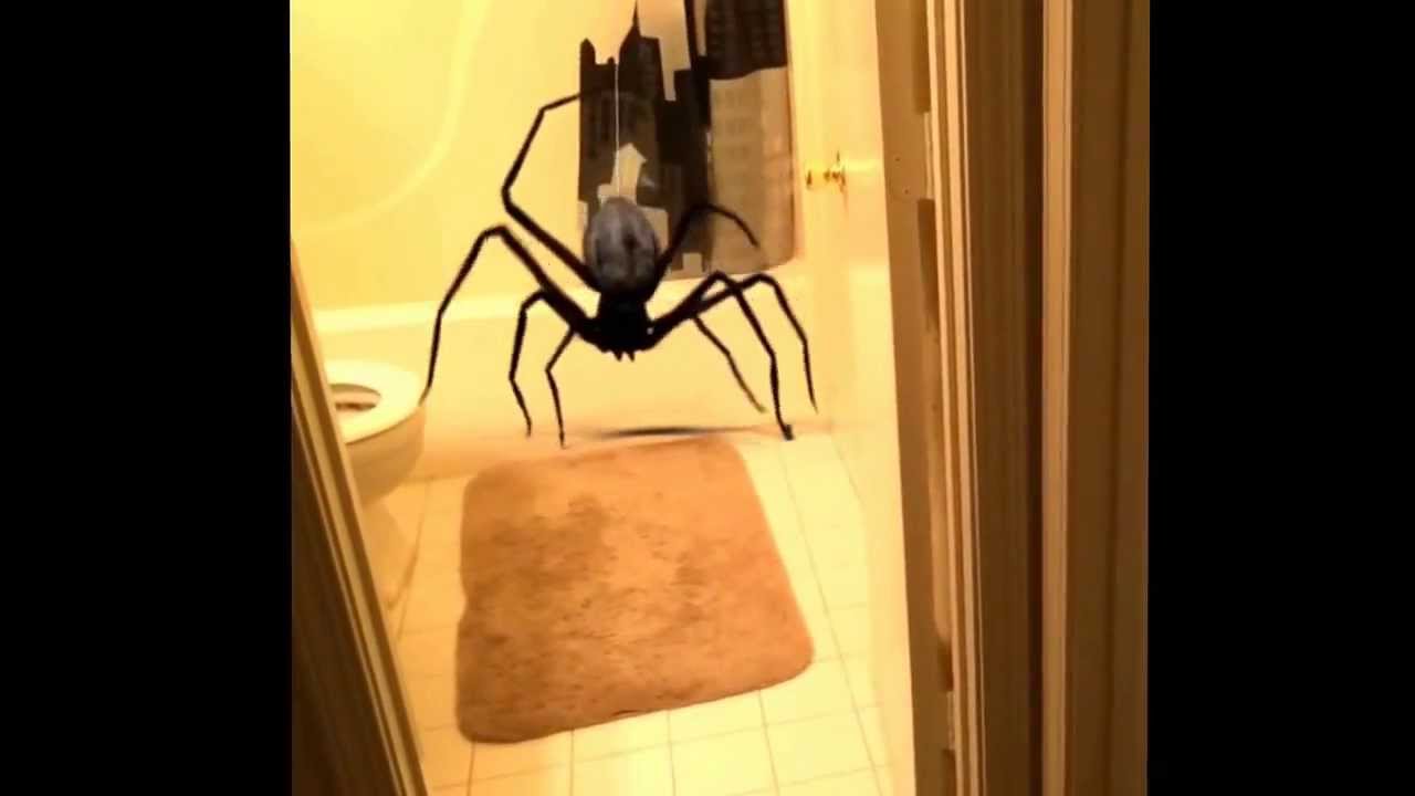 scary spider